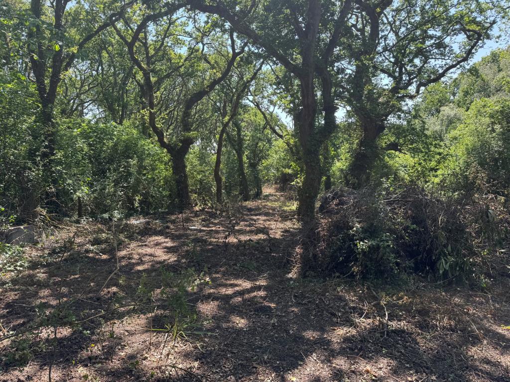 Lot: 159 - DETACHED BUNGALOW WITH POTENTIAL ON 1.6 ACRE PLOT - Looking Down the Garden